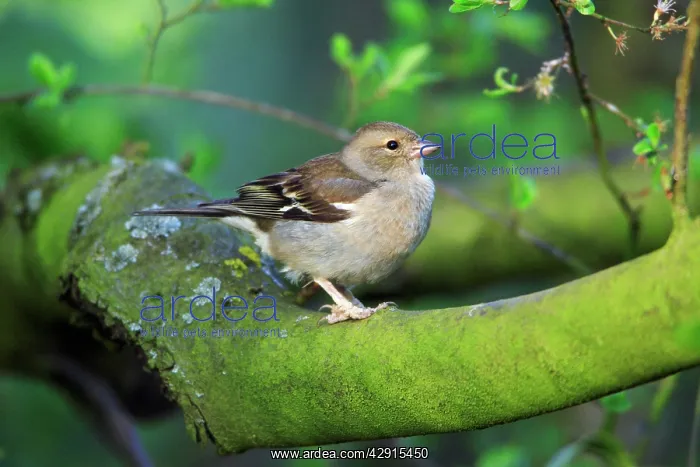 : Chaffinch - female : Chaffinch - female