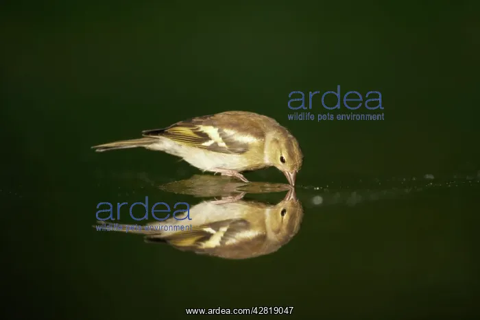 : Chaffinch - Female drinking in forest pool : Chaffinch - Female drinking in forest pool