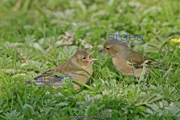  : Chaffinch - Female feeding youngster in meadow
