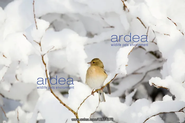 : Chaffinch - female in snow : Chaffinch - female in snow