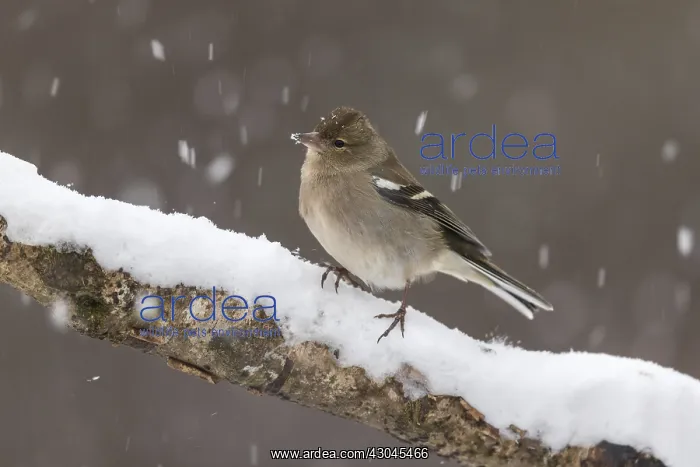 : Chaffinch - Female - Snowing - Cornwall - UK : Chaffinch - Female - Snowing - Cornwall - UK