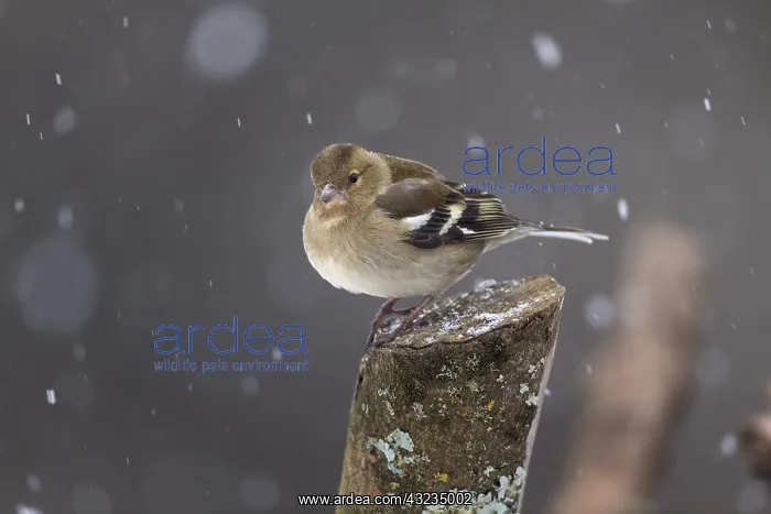 : Chaffinch - Female - Snowing - Cornwall - UK : Chaffinch - Female - Snowing - Cornwall - UK
