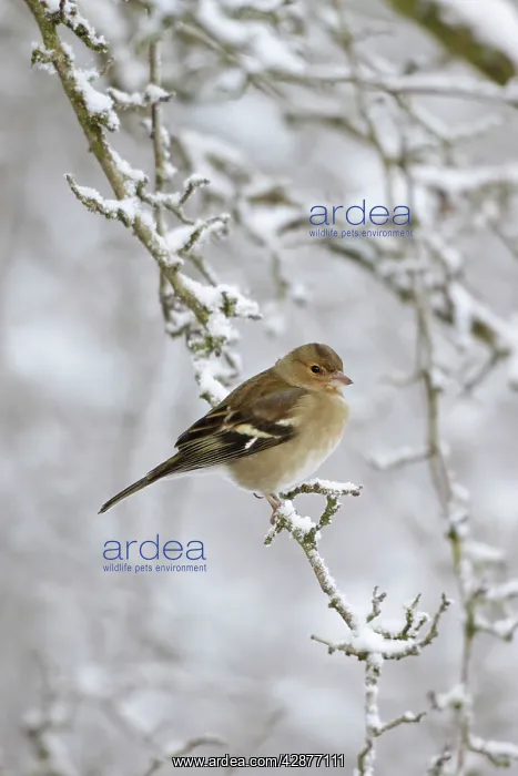 : Chaffinch - female in snowy conditions : Chaffinch - female in snowy conditions