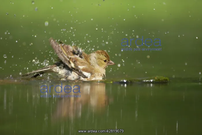 : Chaffinch - Female washing in forest pool : Chaffinch - Female washing in forest pool