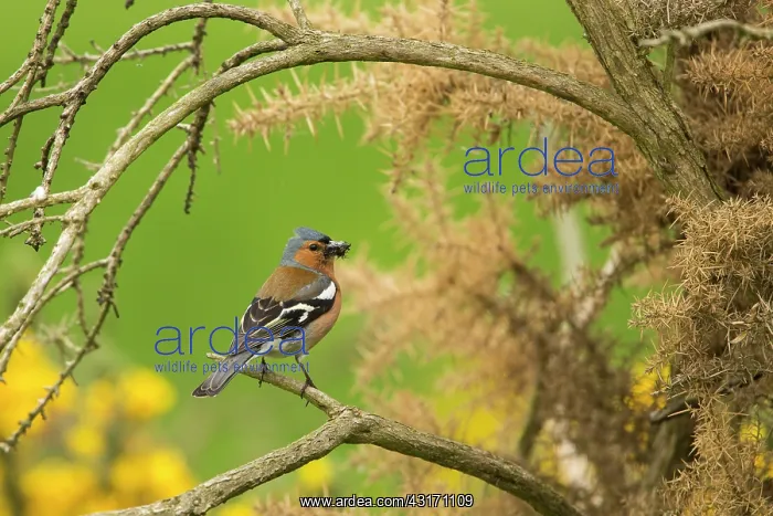 : Chaffinch (Fringilla coelebs) on a branch. Scotland : Chaffinch (Fringilla coelebs) on a branch. Scotland