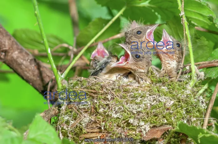 : Chaffinch (Fringilla coelebs) chicks with their : Chaffinch (Fringilla coelebs) chicks with their