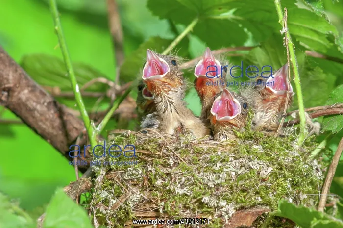 : Chaffinch (Fringilla coelebs) chicks with their : Chaffinch (Fringilla coelebs) chicks with their