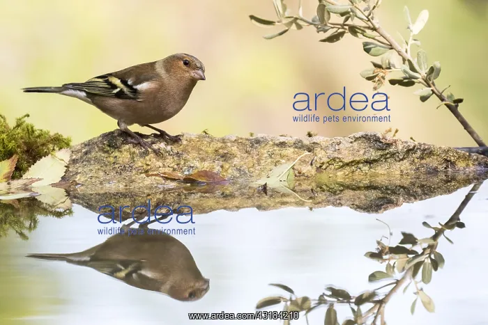 : Chaffinch (Fringilla coelebs) at the edge of water : Chaffinch (Fringilla coelebs) at the edge of water