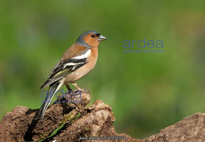 : Chaffinch (Fringilla coelebs) perched on a log : Chaffinch (Fringilla coelebs) perched on a log