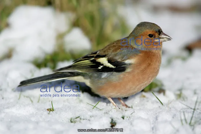 : Chaffinch - On ground in snow : Chaffinch - On ground in snow