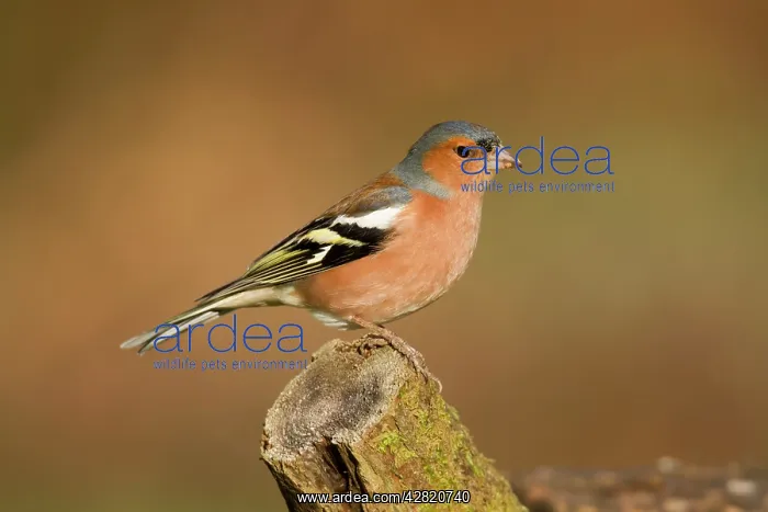 : Chaffinch - male : Chaffinch - male