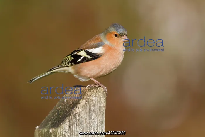 : Chaffinch - male : Chaffinch - male