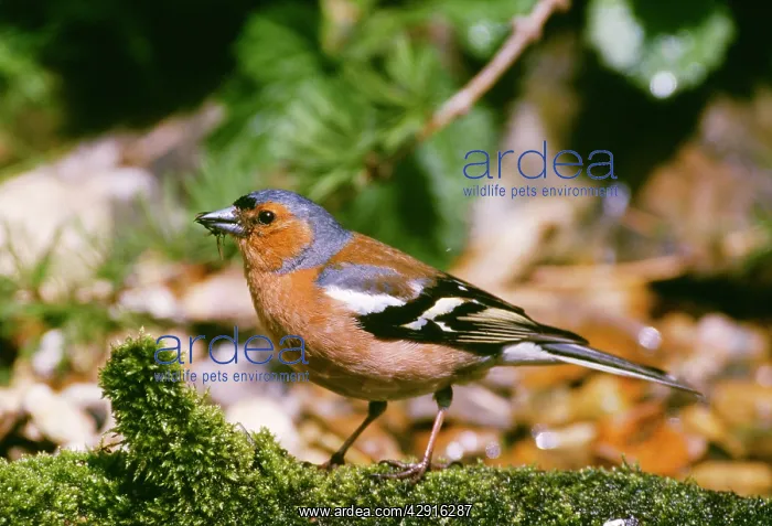: Chaffinch - male : Chaffinch - male