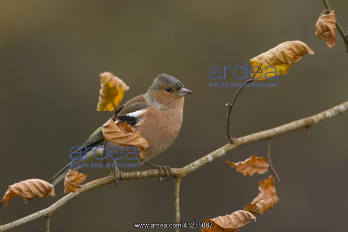 : Chaffinch - Male - Autumn - Cornwall - UK : Chaffinch - Male - Autumn - Cornwall - UK