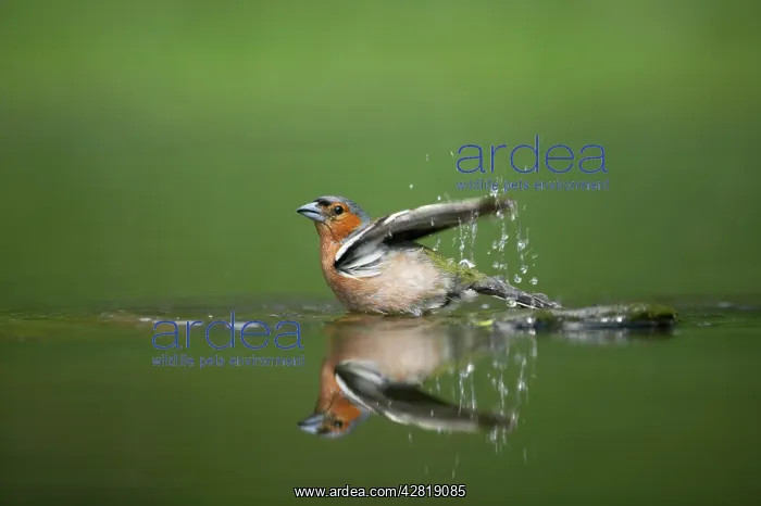 : Chaffinch - Male bathing in forest pool : Chaffinch - Male bathing in forest pool