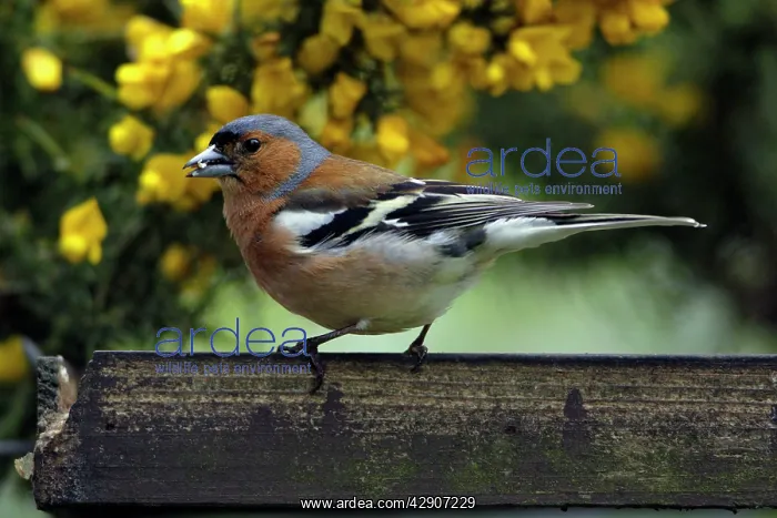 : Chaffinch - male at bird table eating seed : Chaffinch - male at bird table eating seed