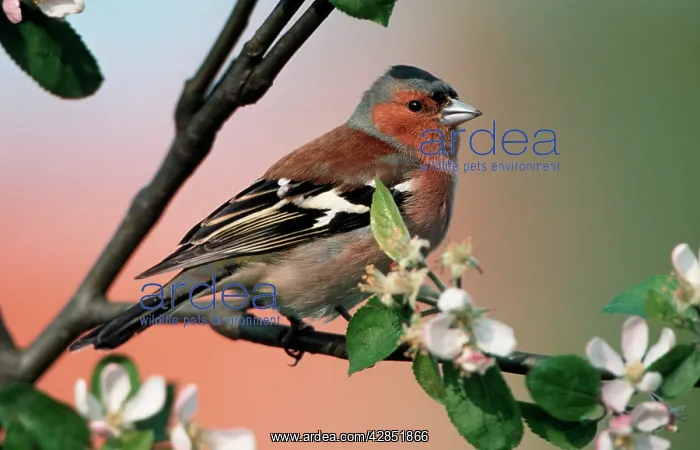 : Chaffinch - male on branch of apple tree with blossom : Chaffinch - male on branch of apple tree with blossom