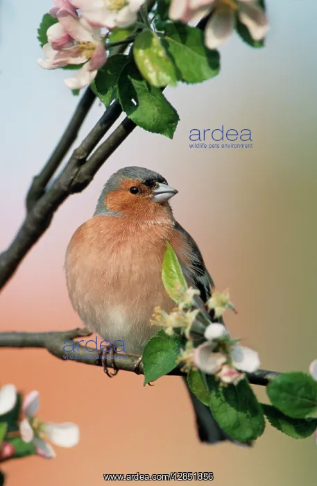 : Chaffinch - male on branch of apple tree with blossoms : Chaffinch - male on branch of apple tree with blossoms