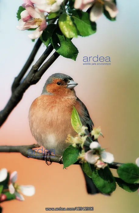 : Chaffinch - male on branch of appletree with blossoms : Chaffinch - male on branch of appletree with blossoms