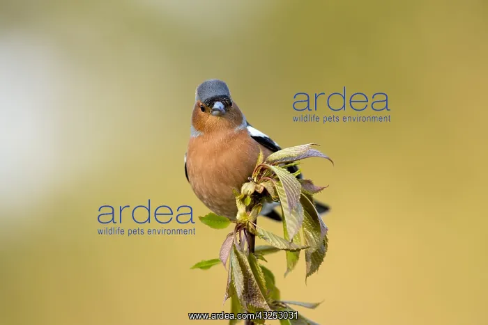 : Chaffinch - Male - Cornwall - UK : Chaffinch - Male - Cornwall - UK