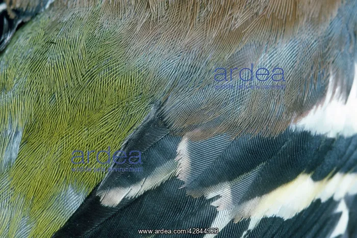 : Chaffinch - male feathers : Chaffinch - male feathers