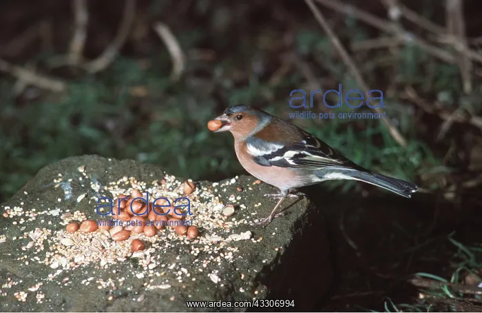 : CHAFFINCH - male feeding : CHAFFINCH - male feeding