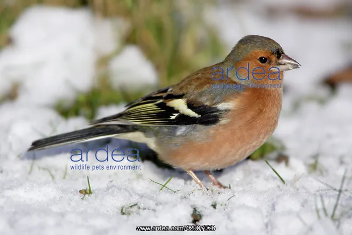 : Chaffinch - Male, feeding on ground in garden, winter : Chaffinch - Male, feeding on ground in garden, winter
