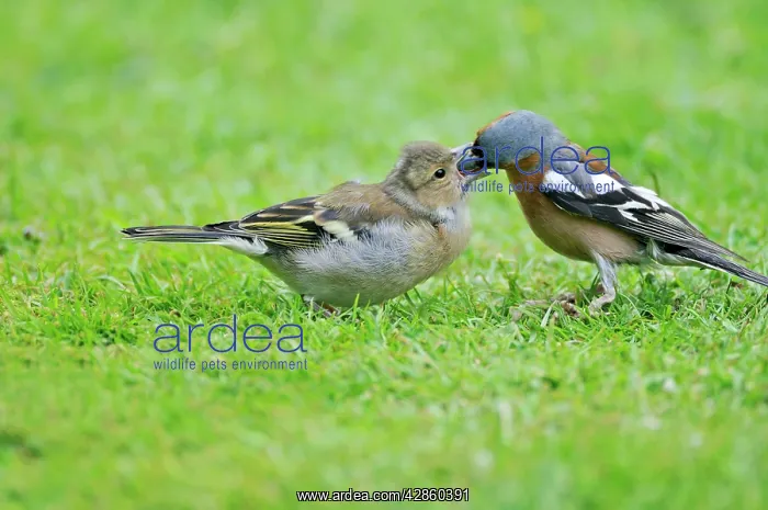 : Chaffinch - male feeding young : Chaffinch - male feeding young