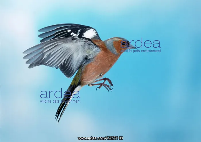 : CHAFFINCH - male in flight : CHAFFINCH - male in flight