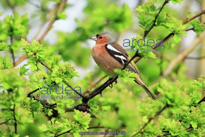 : Chaffinch - male, in garden hedge : Chaffinch - male, in garden hedge