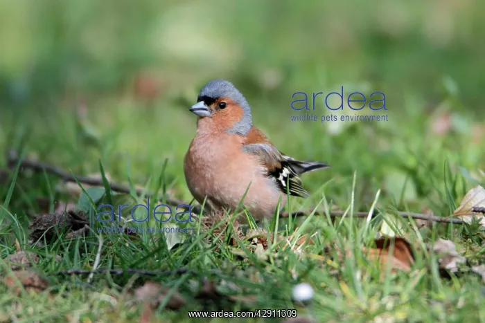 : Chaffinch - male on ground : Chaffinch - male on ground