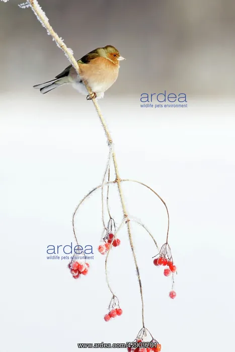 : Chaffinch - male on Guelder Rose branch coverd with frost : Chaffinch - male on Guelder Rose branch coverd with frost