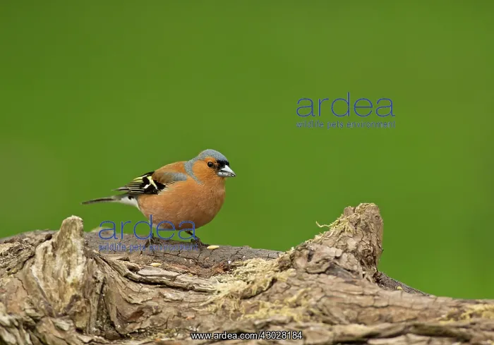 : Chaffinch male looking for seeds on log May Cannock : Chaffinch male looking for seeds on log May Cannock