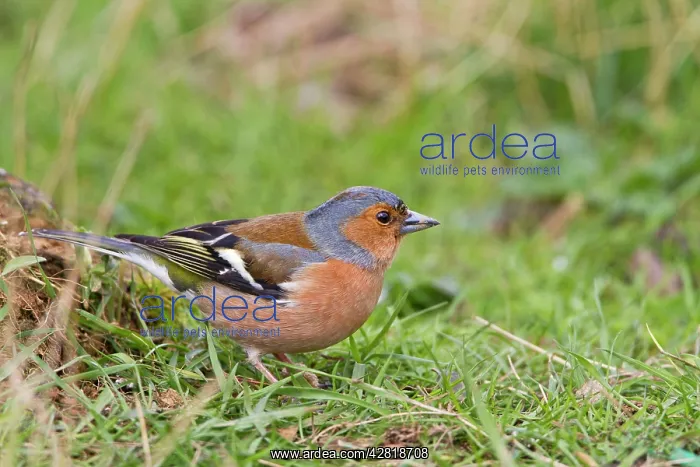 : Chaffinch - male in meadow grass : Chaffinch - male in meadow grass