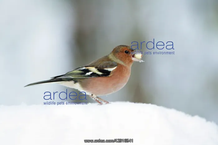 : Chaffinch - male with peanut in beak, in snow : Chaffinch - male with peanut in beak, in snow