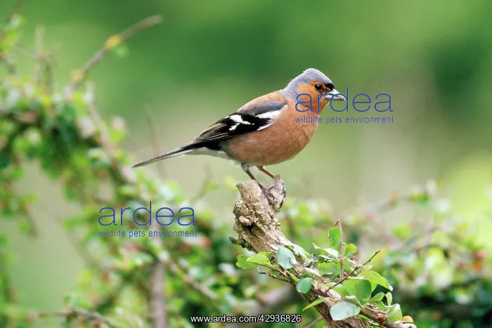 : CHAFFINCH - male perched : CHAFFINCH - male perched