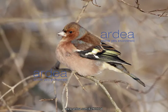 : Chaffinch - male perched on branch in winter : Chaffinch - male perched on branch in winter