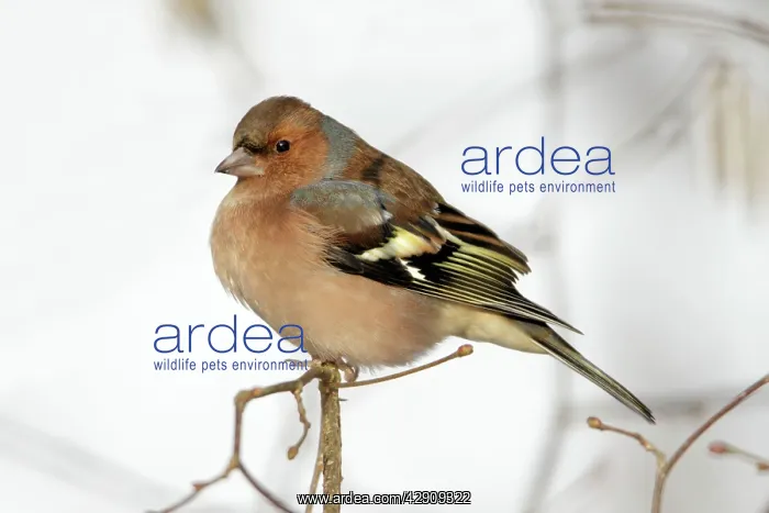 : Chaffinch - male perched on branch in winter : Chaffinch - male perched on branch in winter