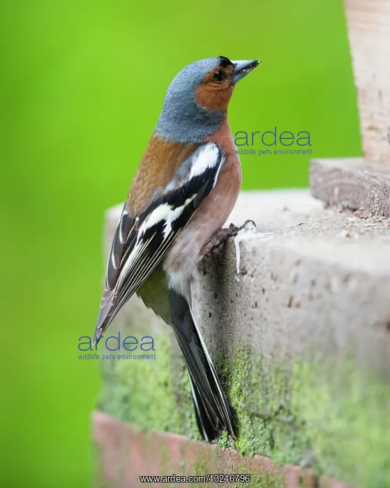 : Chaffinch, male perched on brick pillar beside feeding : Chaffinch, male perched on brick pillar beside feeding