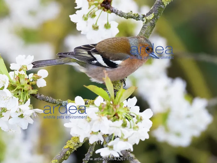 : Chaffinch - male perched on flowering Cherry tree : Chaffinch - male perched on flowering Cherry tree