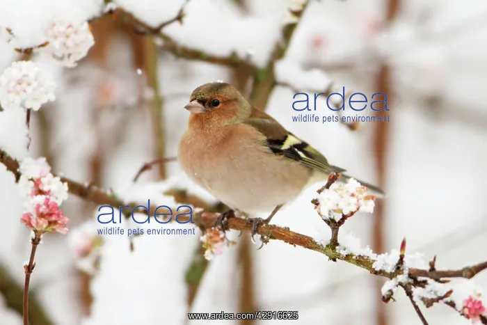 : Chaffinch - male perched on flowering Viburnum in snow : Chaffinch - male perched on flowering Viburnum in snow