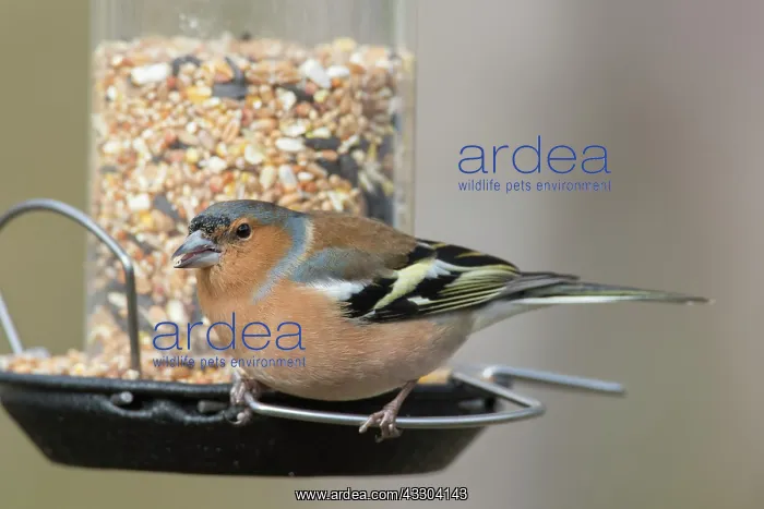 : Chaffinch - male perched on peanut feeder - Sweden : Chaffinch - male perched on peanut feeder - Sweden