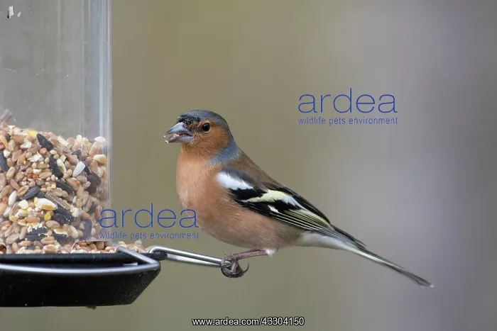 : Chaffinch - male perched on peanut feeder - Sweden : Chaffinch - male perched on peanut feeder - Sweden