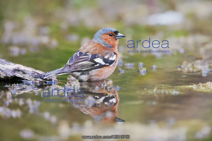 : Chaffinch - male at pond : Chaffinch - male at pond