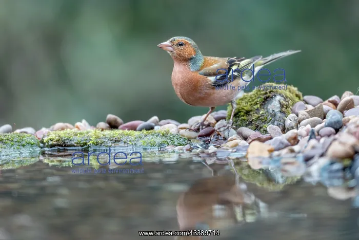 : Chaffinch - Male - Pond - UK : Chaffinch - Male - Pond - UK