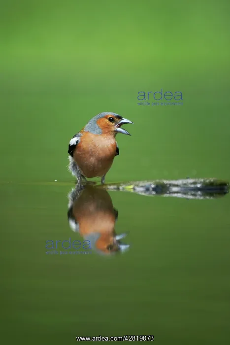 : Chaffinch - Male reflected in forest pool : Chaffinch - Male reflected in forest pool