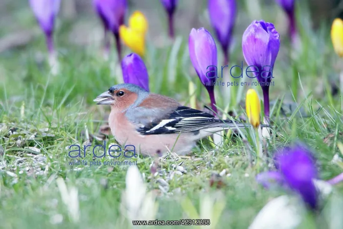 : Chaffinch - male searching for food in garden between : Chaffinch - male searching for food in garden between