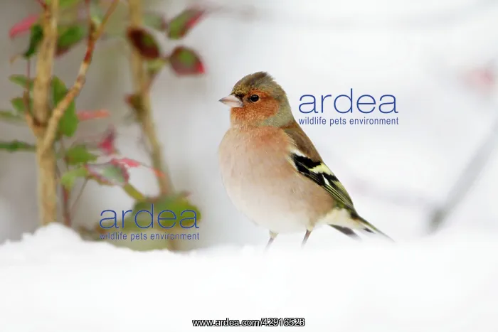 : Chaffinch - male searching for food in snow : Chaffinch - male searching for food in snow