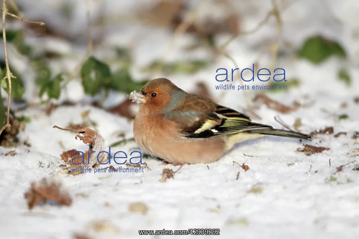 : Chaffinch - male searching for food in snow covered garden : Chaffinch - male searching for food in snow covered garden