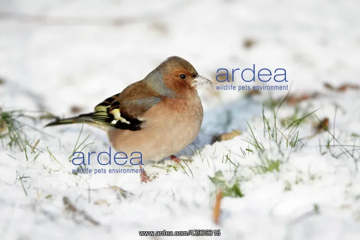 : Chaffinch - male searching for food in snow covered garden : Chaffinch - male searching for food in snow covered garden